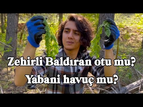 Video: Yapraklarda Lekeler Olan Yaban Havucusu: Yaban Havucu Bitkilerinde Lekelere Neden Olan Nedir?