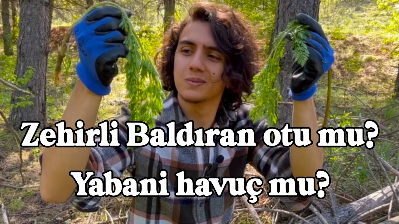 Baldıran Otu ve Yabani Havuç Ayırt Etmenin Yolları - Conium maculatum & Daucus carota