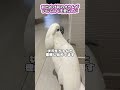 ママに行ってほしくないオウムに、パパが余計なひと言を... #shorts
