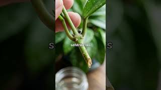 COMO REPRODUCIR HOYA CARNOSA  #plantas #plantslovers @ConsejodePlantas