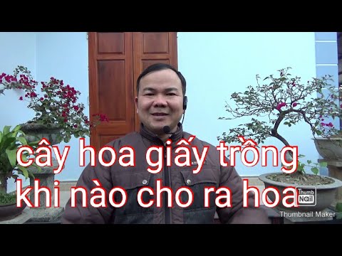 Cây hoa giấy trồng đến khi nào có thể cho ra hoa | Foci