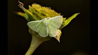 Moths in 4K