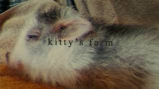 kittys farm