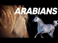 8 Fascinating Facts about Arabian Horses!