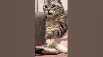 The Most Insane Glitches in Call of Duty Mobile! #codm  #callofdutymobile #cod #shorts