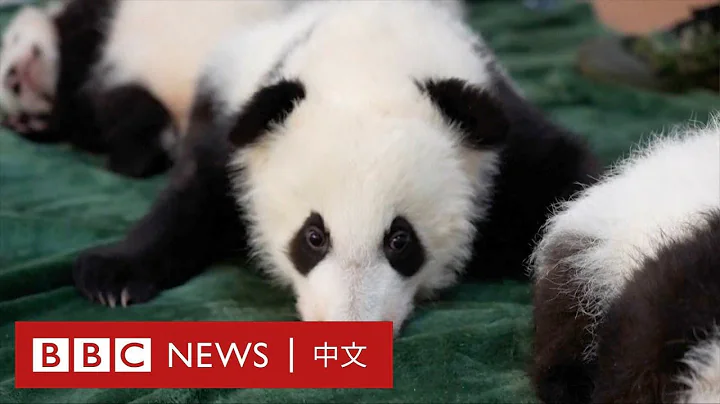 中国特别的秦岭大熊猫家庭又添新丁－ BBC News 中文 - 天天要闻
