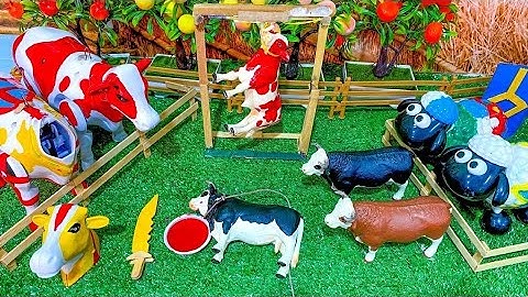 Wadidau Proses Potong Sapi Kurban, simulasi potong sapi qurban idul Adha