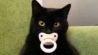 Смешные коты и другие животные 2017 Смешные коты и другие животные 2017