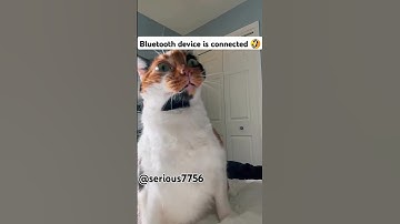 Bluetooth device is connected successfully😂 #trending #funny #memepics #funnypictures #cat #memespic