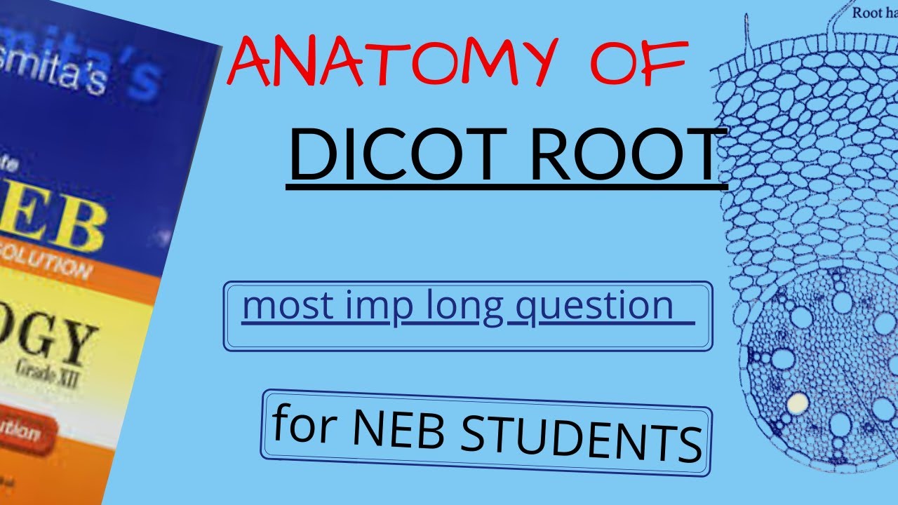 Anatomy of DICOT ROOTS Explained in NEPALI for NEB STUDENTS | Pathsala Online | BOTANY