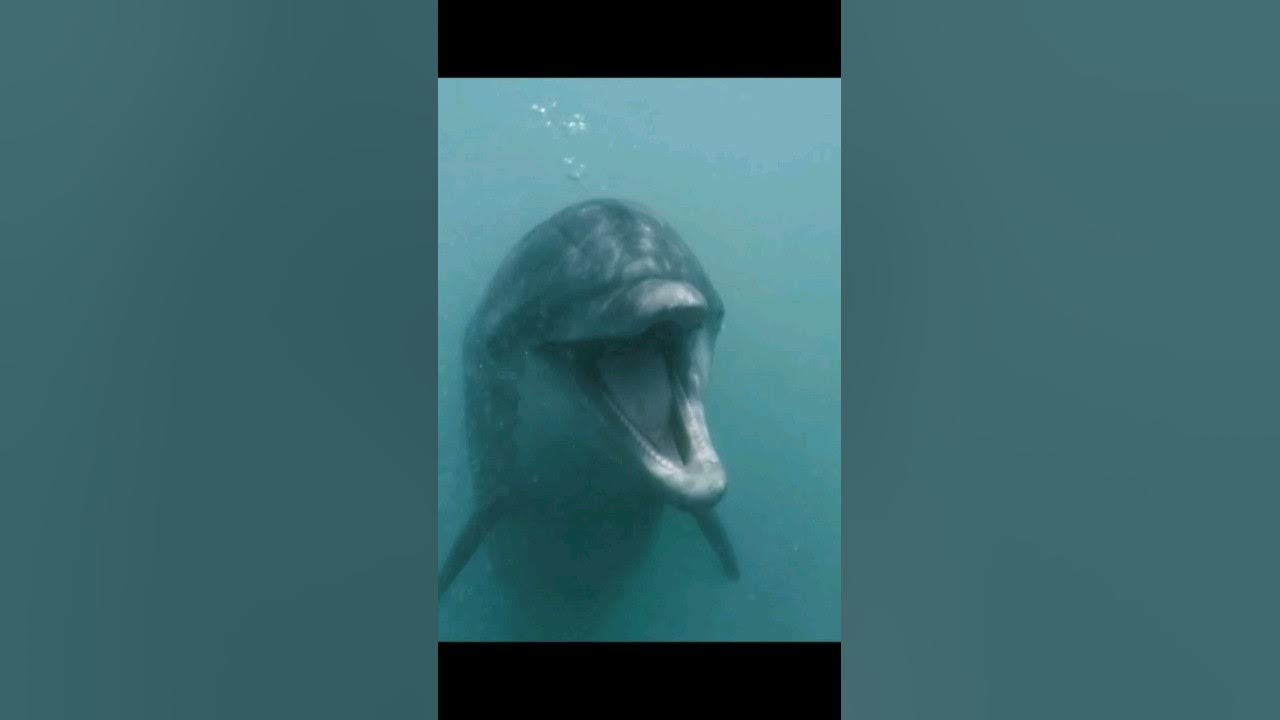 Dolphin Sounds : Bottlenose Dolphin Vocalizing Underwater Dolphin Sounds : Bottlenose Dolphin Vocalizing Underwater