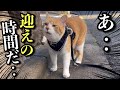 大好きな姉ちゃんを迎えに行く猫
