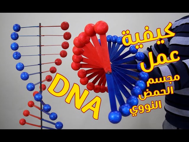 مجسم الحمض النووي  (DNA) - DNA model project class=