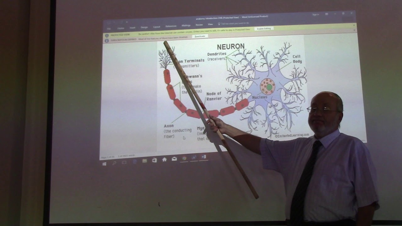 Neuroanatomy 2 ( Introduction , part 2) by, by Dr. Wahdan - YouTube