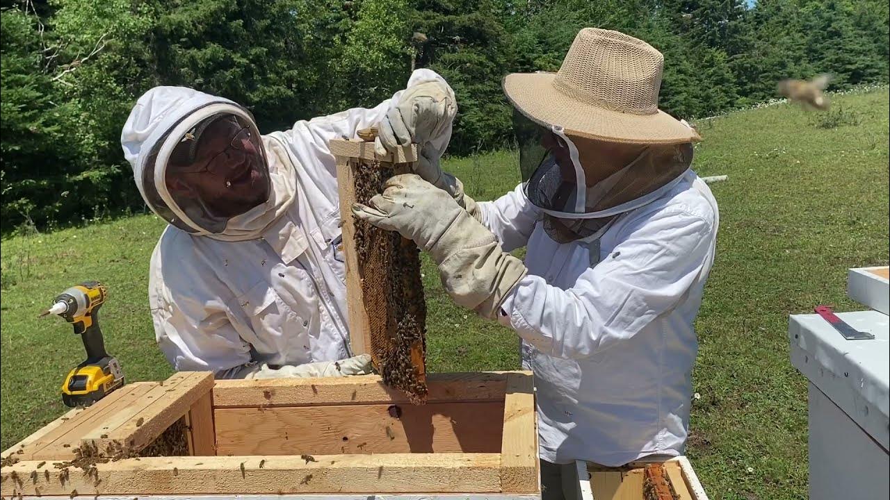 Horizontal Hive Langstroth Deep Frame to Layens Conversion YouTube