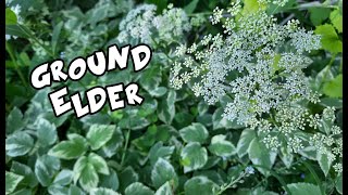 Ground Elder - Goutweed - Bishops Weed