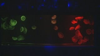 色鮮やかにクラゲを展示 幻想的な浮遊体験 