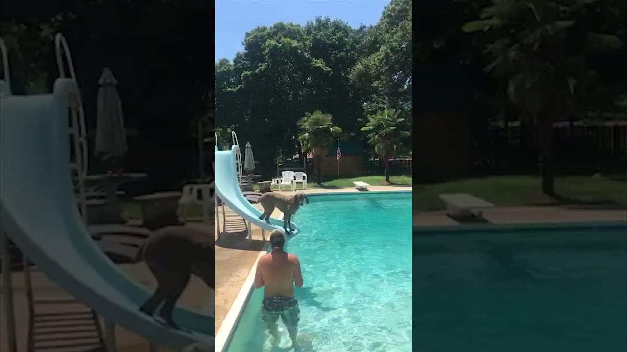 t‌elling my dog to sit on a slide but he won't do it