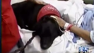 Stanford Hospital's PAWS Program on CBS-5