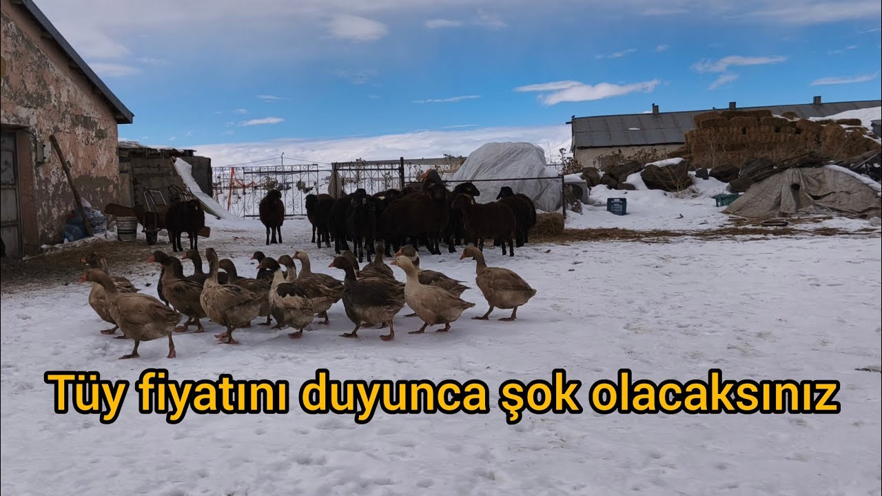 Kilosu 100 dolar olan kaz tüyü ( Döş tüyü ) #çiftlik #kazçiftliği #kaz