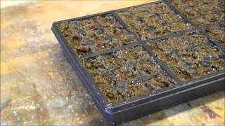 Seed starting, Greenhouse, Garden Update.....