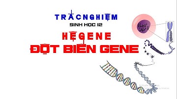 HỆ GENE - ĐỘT BIẾN GENE | TRẮC NGHIỆM CƠ BẢN SINH HỌC 12