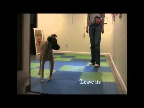 basic-training-with-foster-dog