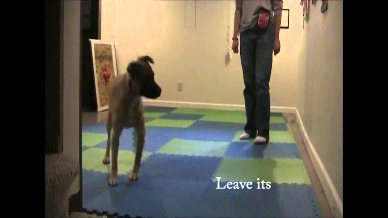 Basic Training with Foster Dog YouTube