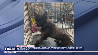 Arrest made after 80+ animals, meth, guns seized from York home