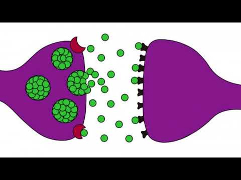 Vídeo: Señalización Tripartita Por Receptores NMDA