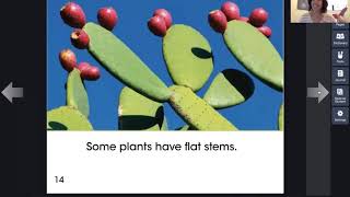 All about Stems