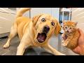 Funniest Dog & Cat Videos 2026 😂 Cute Animal Fails You Must Watch