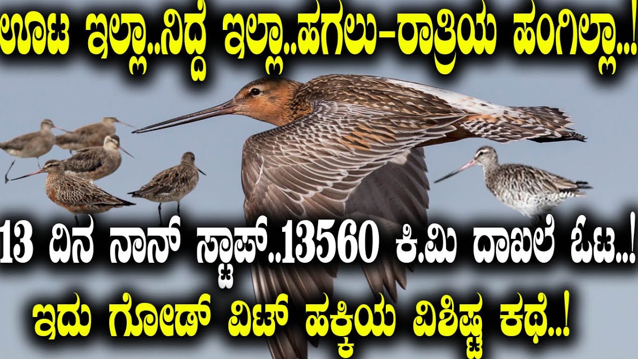 ಊಟ ಇಲ್ಲಾ..ನಿದ್ದೆ ಇಲ್ಲಾ..! 13 ದಿನ ನಾನ್ ಸ್ಟಾಪ್..13560 ಕಿ.ಮಿ ದಾಖಲೆ ಓಟ..! Story of Godwit