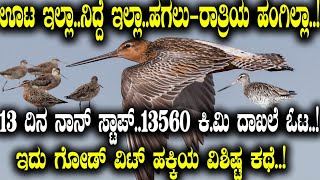 ಊಟ ಇಲ್ಲಾ..ನಿದ್ದೆ ಇಲ್ಲಾ..! 13 ದಿನ ನಾನ್ ಸ್ಟಾಪ್..13560 ಕಿ.ಮಿ ದಾಖಲೆ ಓಟ..! Story of Godwit