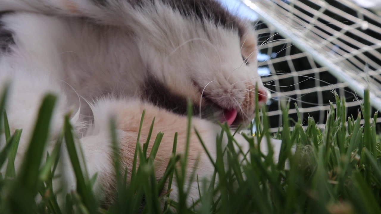 You're trying to take a video of your cat but your leg cramps and she