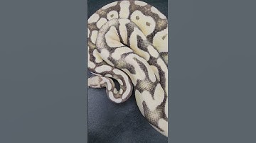 Female Adult Pastel Desert Ghost