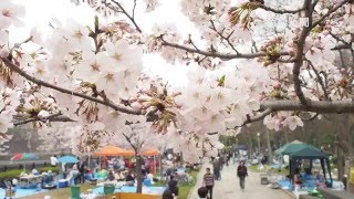 大阪城公園が花見でにぎわう