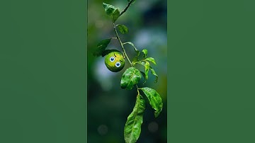 Snap Creative Photos with Your Smartphone: Tips and Tricks #photography #shorts