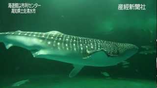 夏休み待ってるよ～ジンベエザメ特訓中～