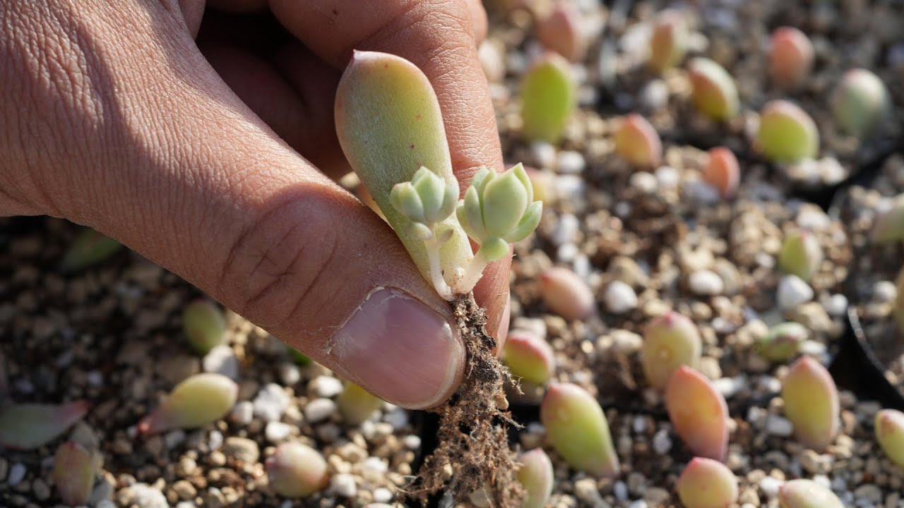 葉挿しの育て方】春が来る前のコツ。芽も根も出てくれます - YouTube