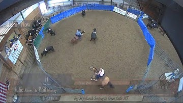 Big Sky Ranch Sorting Saddle Series Finals - Open HC - Round #1 - Ride #29