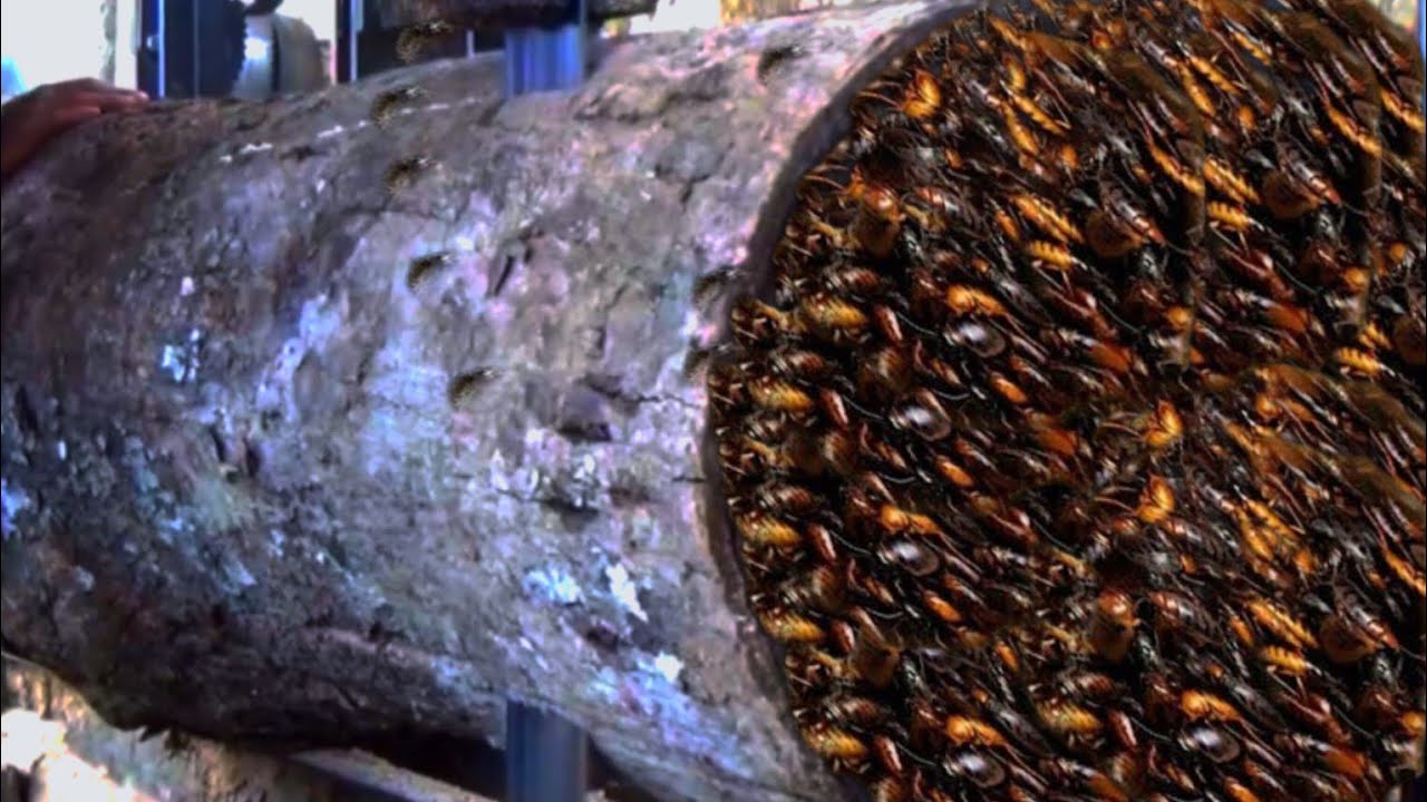 Unexpected things while sawing giant redwood at the sawmill - YouTube