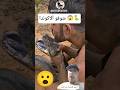 شوفو ألاكوندا 😱🐍 #shorts