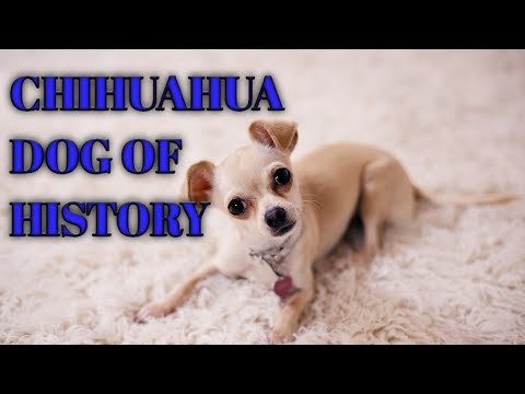 History of the | Chihuahua | Dog || चिहुआहुआ | कुत्ते | का इतिहास