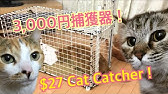 猫捕獲機 を100均グッズで自作してみた 音声なし Youtube