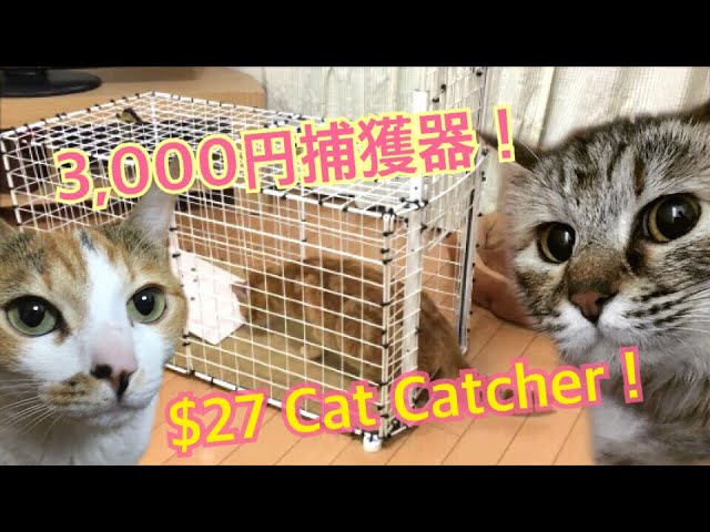 材料費3 000円で猫の捕獲器作ってみた Make Cat Catcher With Material Cost 27 Uzu Nene Channel ウズネネチャンネル Youtube