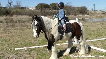 Gypsy Creek Oleander - little cowboy dressage! - ValleyViewRanch.net