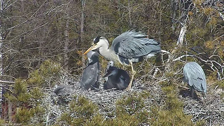 2017 05 14 13h20m stealer, H5 food, tiny got some, escapes