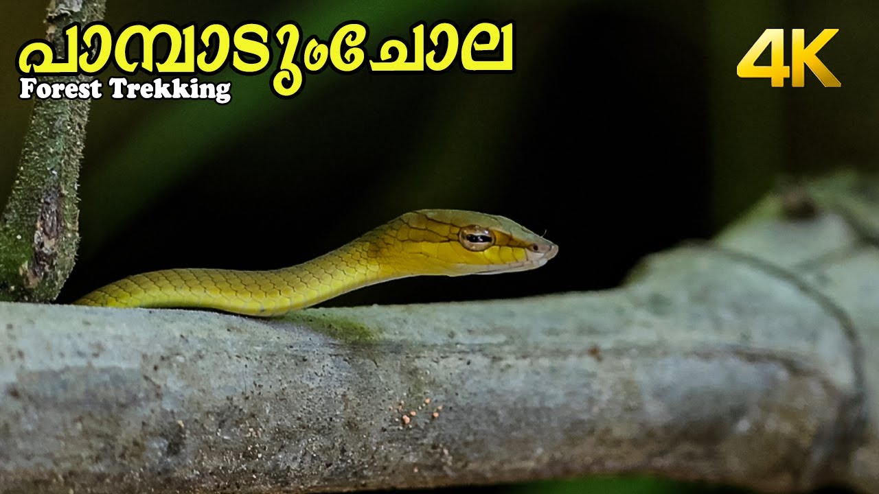 പാമ്പാടുംചോല ട്രെക്കിങ്ങ്!!! 4K