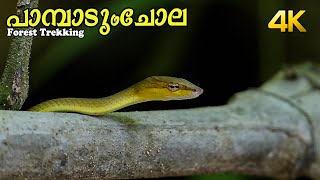 പാമ്പാടുംചോല ട്രെക്കിങ്ങ്!!! 4K